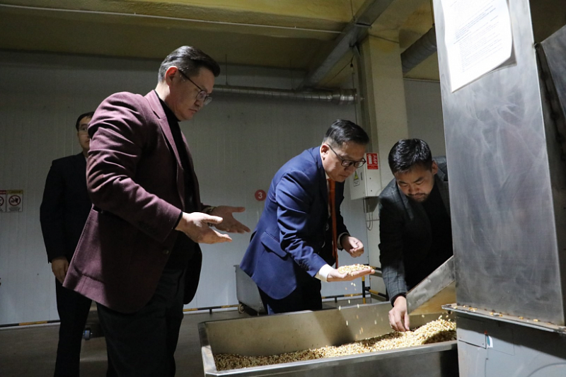 Монголия экспортирует кедровые орехи в страны Азии и Европы