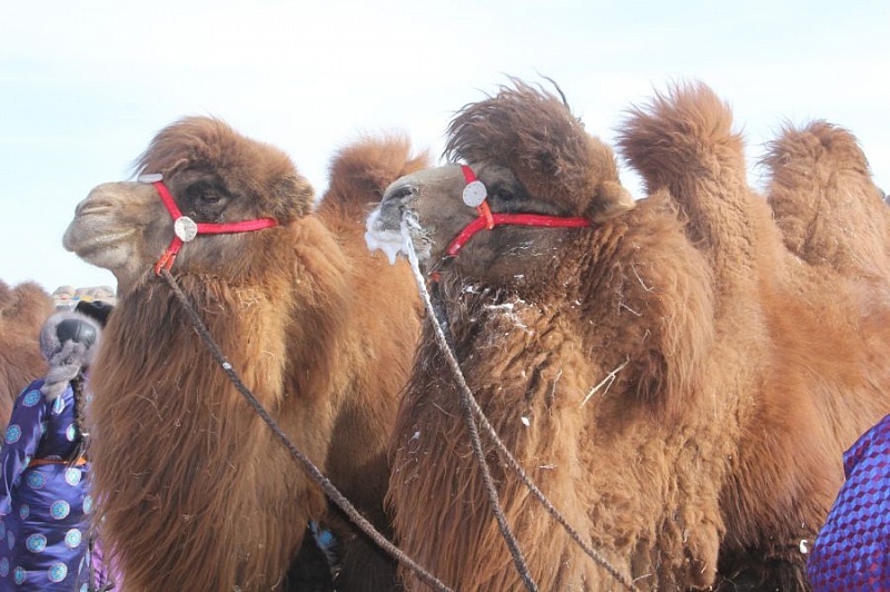 “Праздник маленького верблюжонка” пройдет в Монголии