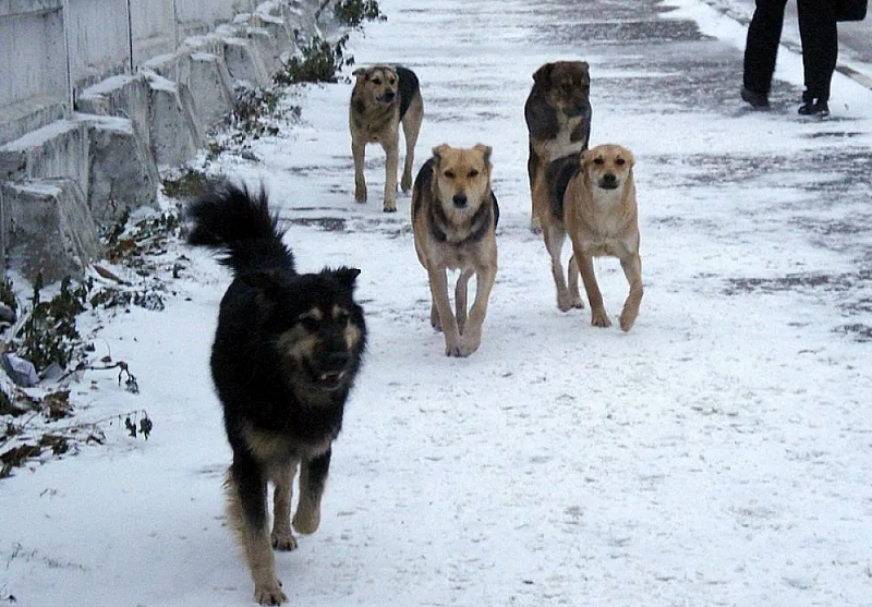 В Республике Алтай разрешили усыплять бездомных собак