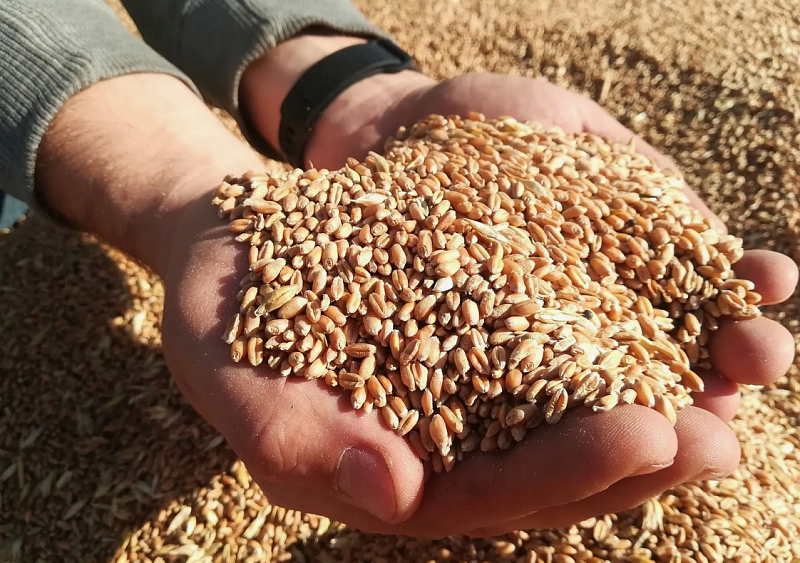 Бурятия направит беспошлинное фуражное зерно для помощи животноводам Монголии. ВИДЕО
