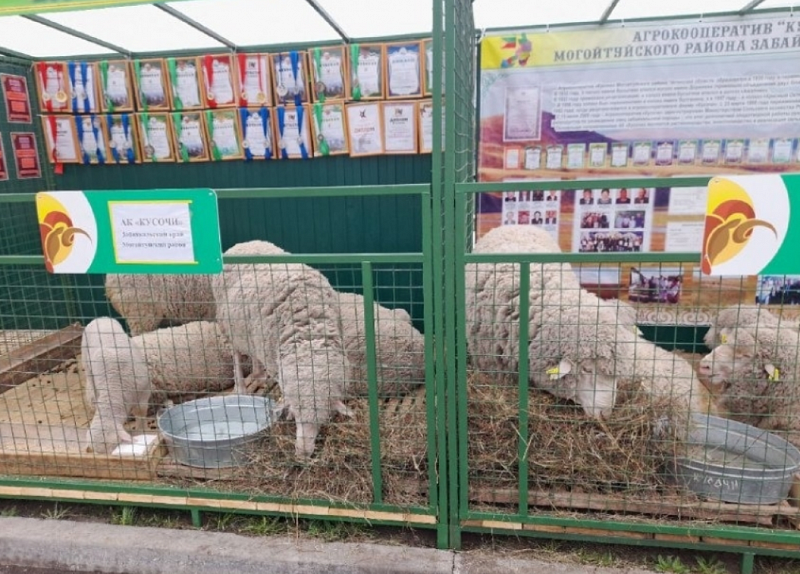 Чита примет второй этап Всероссийской выставки племенных овец и коз