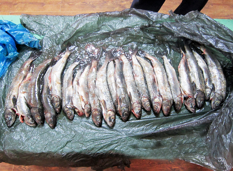 Три попытки незаконного ввоза рыбы из Монголии пресекли бурятские таможенники  за  прошедший месяц