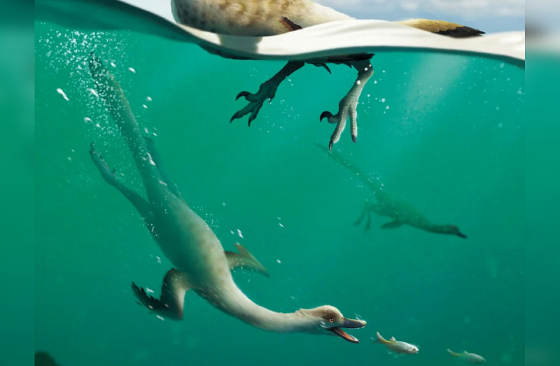 71 миллион лет назад в Монголии обитал плавающий динозавр