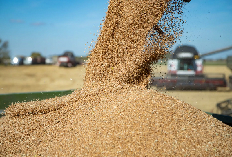 Осенью 2022 года в Монголии планируют собрать 470,3 тыс тонн зерна