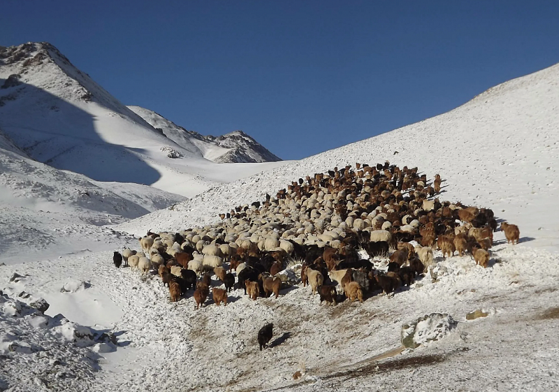 В Монголии прогнозируют гибель от дзуда 16 млн пастбищных животных