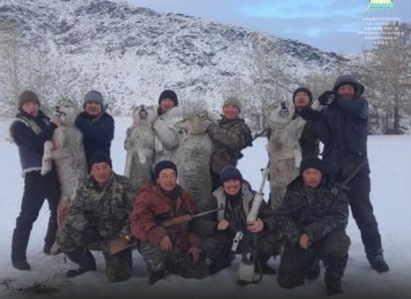 В Туве продолжат выплачивать премии за добычу волков